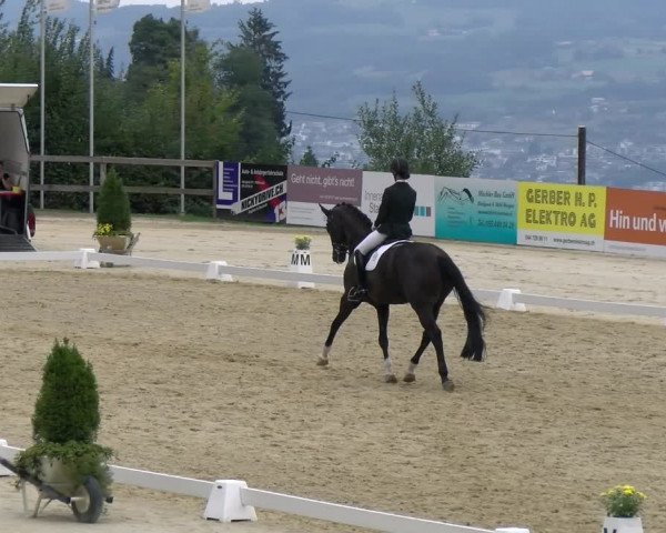 Reitturnier Wädenswil 2022