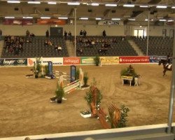 jumper Cascais (Oldenburg show jumper, 2005, from Contact Me)