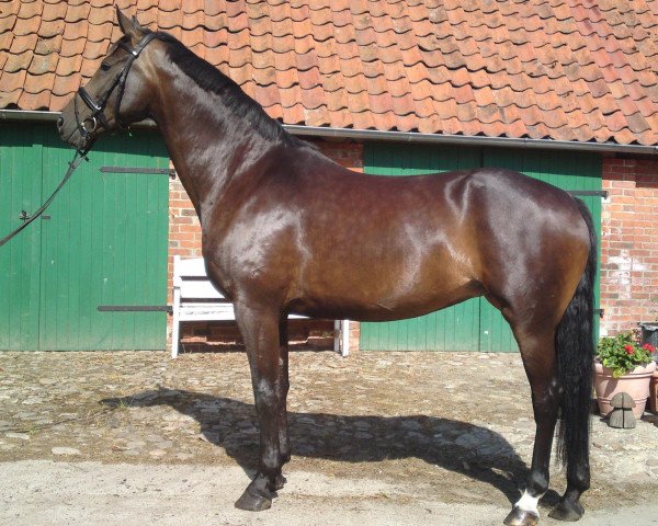 broodmare Caliena (Hanoverian, 2004, from Compliment)
