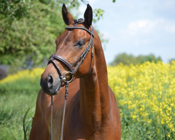 jumper Christoletto (German Sport Horse, 2017, from Christdorn)