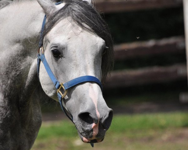 stallion Rashat Abu Sayana ox (Arabian thoroughbred, 2003, from Kubinat ox)