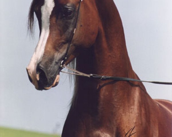 stallion Kubinec 1987 ox (Arabian thoroughbred, 1987, from Balaton 1982 ox)