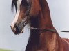 stallion Kubinec 1987 ox (Arabian thoroughbred, 1987, from Balaton 1982 ox)