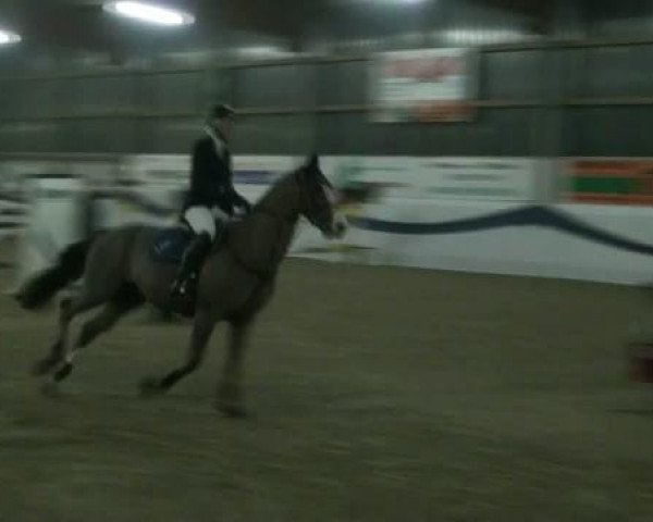 Dressurpferd Angelo (Polnisches Warmblut, 1989)