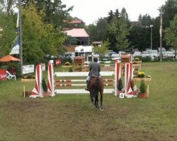 jumper Avensis 5 (German Warmblood, 2003, from Al Cantino)