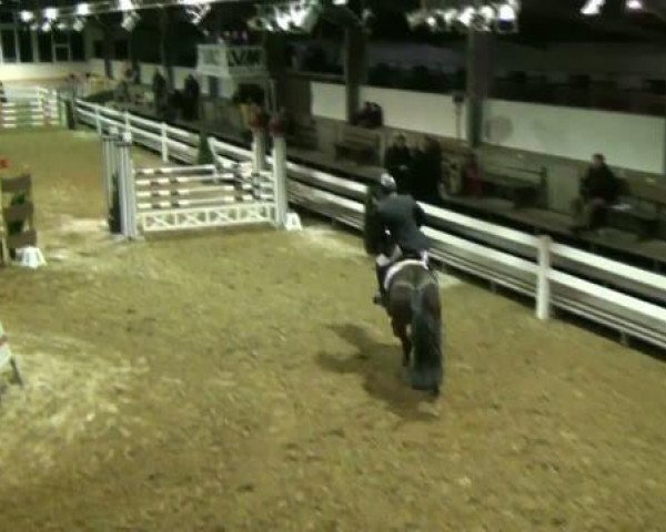 jumper Boy Toy (Irish Sport Horse, 2006, from Ekstein)