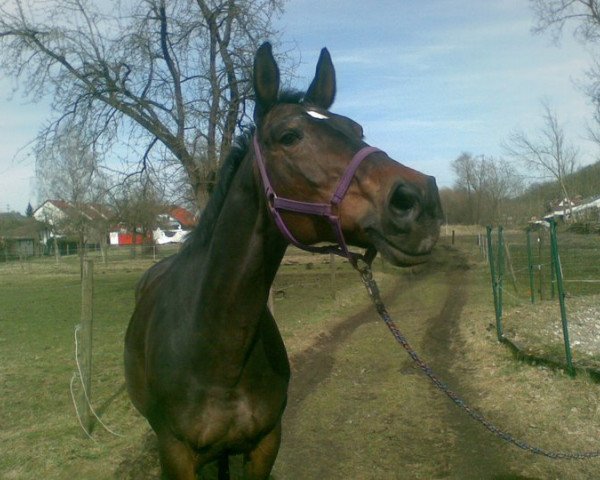 broodmare Daisy (Württemberger, 1987, from Disco-Stern)