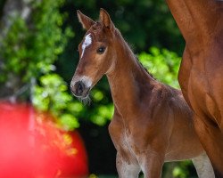 Deckhengst Uriko‘s Alpenonix (Schweizer Warmblut,  , von Uriko)