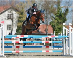 Pferd Gaël du Jardin (Schweizer Warmblut, 2011, von Galant Normand)