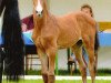 jumper Blue Heaven (Oldenburg, 2011, from Balou du Rouet)