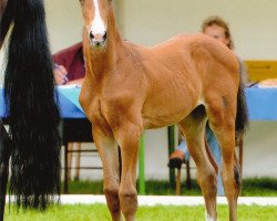 jumper Blue Heaven (Oldenburg, 2011, from Balou du Rouet)