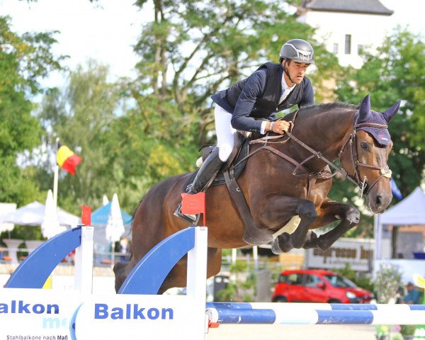 Springpferd Edmond Dantes (Deutsches Sportpferd, 2015, von Embassy II)