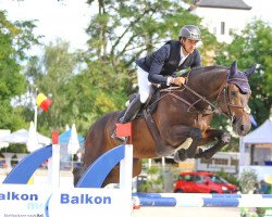 jumper Edmond Dantes (German Sport Horse, 2015, from Embassy II)