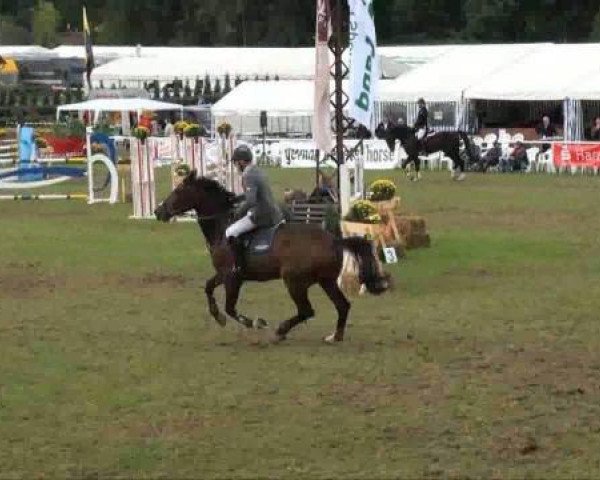 Pferd Contefino 3 (Holsteiner, 2004, von Contender)