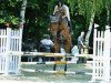 jumper Sarasani 8 (Hanoverian, 2005, from Silvio I)