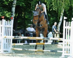 jumper Sarasani 8 (Hanoverian, 2005, from Silvio I)