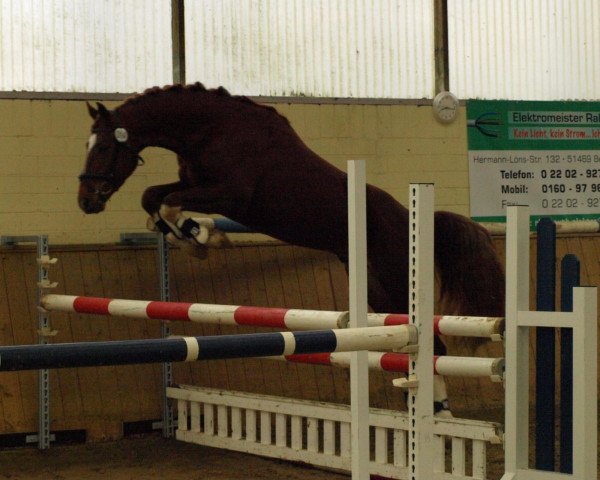 dressage horse Peking's Last Hope (Rhinelander, 2008, from Peking)