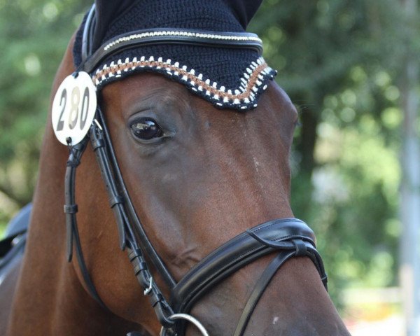 dressage horse Luca Toni R (Württemberger, 2006, from Londonderry)