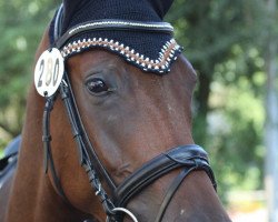 dressage horse Luca Toni R (Württemberger, 2006, from Londonderry)