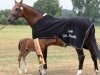 broodmare Angelique 332 (KWPN (Royal Dutch Sporthorse), 1997, from Ahorn)