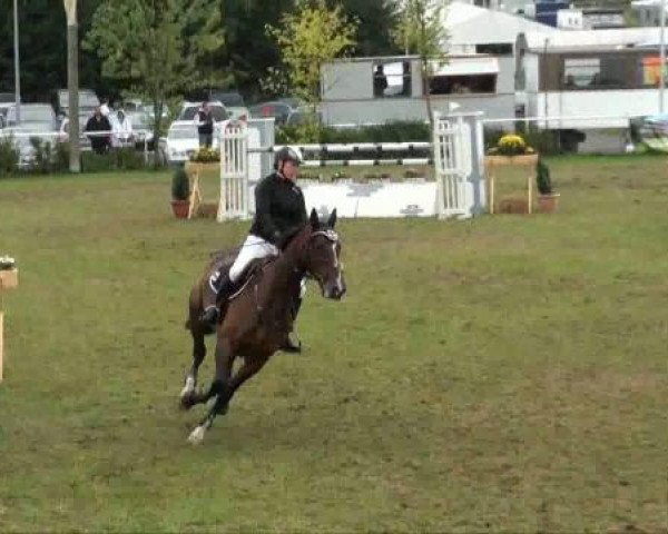 horse Riverwoman (KWPN (Royal Dutch Sporthorse), 2002, from Riverman)