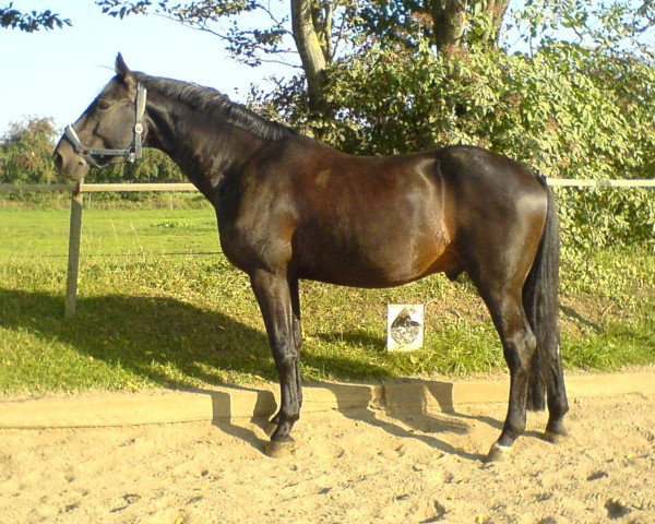 Pferd Linus (Deutsches Reitpferd, 1993, von Ladinos)