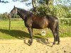 horse Linus (German Warmblood, 1993, from Ladinos)