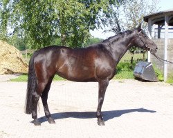 horse Bellarina (Bayer, 1993, from Saphir le Fol)