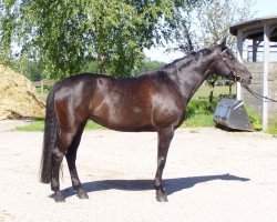 broodmare Bellarina (Bavarian, 1993, from Saphir le Fol)