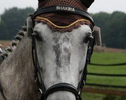 broodmare Shakira (Lewitzer, 2004, from Schabernack)