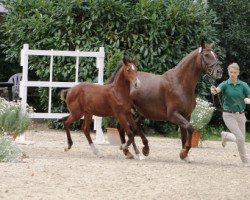 broodmare Alexina (Zweibrücken, 1994, from Alexis Z)