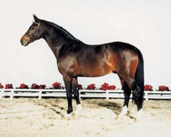 stallion Logarithmus (Holsteiner, 1994, from Linaro)