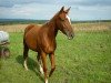 broodmare Paula Electra (Westphalian, 2007, from Priano)