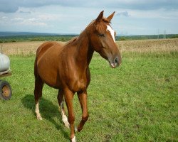 broodmare Paula Electra (Westphalian, 2007, from Priano)