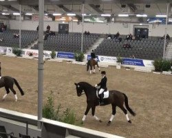 dressage horse Diego de la Vega 2 (Hanoverian, 2004, from Don Vino)