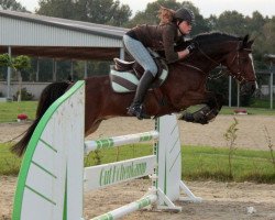 Springpferd Mac Roy (Deutsches Reitpony, 1997, von Gruthuis Roy)