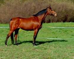 broodmare I-Conchita (Holsteiner, 1994, from Cannonball)