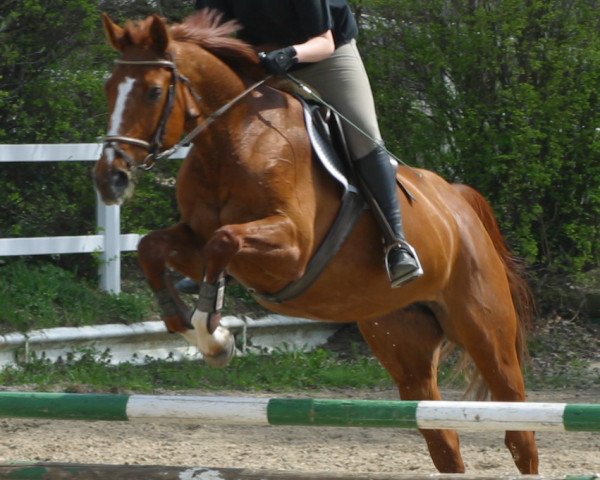 broodmare Gianna (Oldenburg, 1993, from Grandeur)