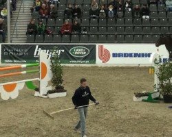 jumper Quanto Fino 2 (Oldenburg show jumper, 2003, from Quick Star)