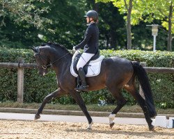 dressage horse For Spirit 5 (Oldenburg, 2013, from For Romance I)