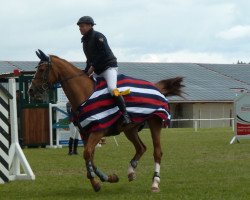 broodmare Orlanda 34 (German Sport Horse, 2005, from Carus)