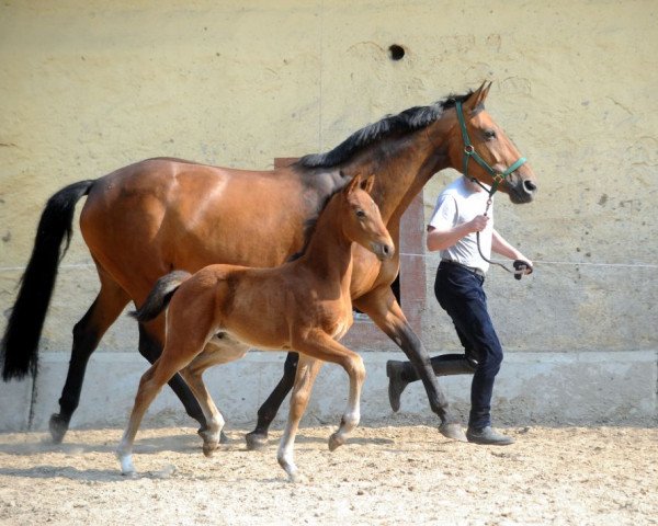 dressage horse Salentino D (Hanoverian, 2011, from St. Moritz Junior)