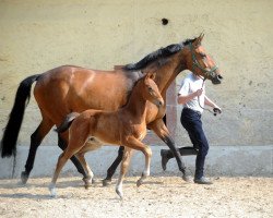 Dressurpferd Salentino D (Hannoveraner, 2011, von St. Moritz Junior)