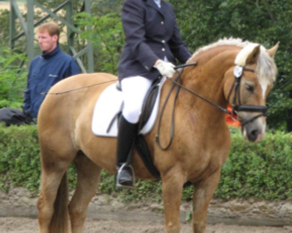 broodmare Nelke (4,69% ox) (Edelbluthaflinger, 1994, from Herzberg (3,125% ox))