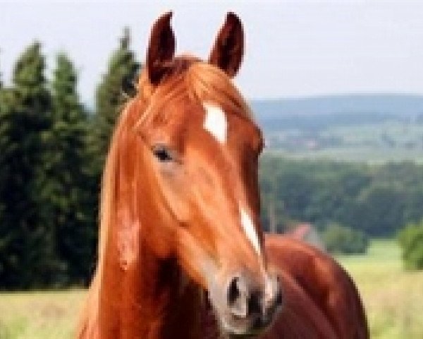 Pferd Beaujolais D (Westfale, 2004, von Boredo)