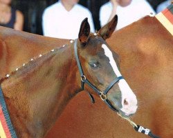 broodmare Gavina (Bavarian, 2011, from Quadroneur)