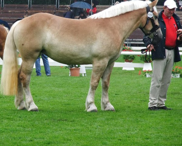 broodmare Hilke (Rhenish-German Cold-Blood, 2008, from Helmut)