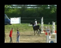 jumper Collin 51 (Hanoverian, 2003, from Contendro I)