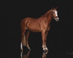 broodmare A Dancing Girl (German Riding Pony, 2018, from Dancing Fox 2)