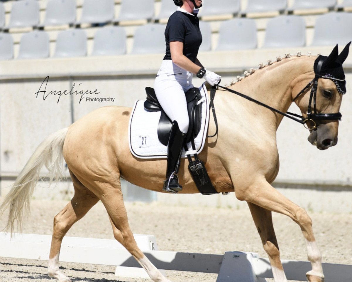 broodmare Fleur Haleluja de Cologne (Oldenburg, 2017, from Fuechtels Floriscount OLD)